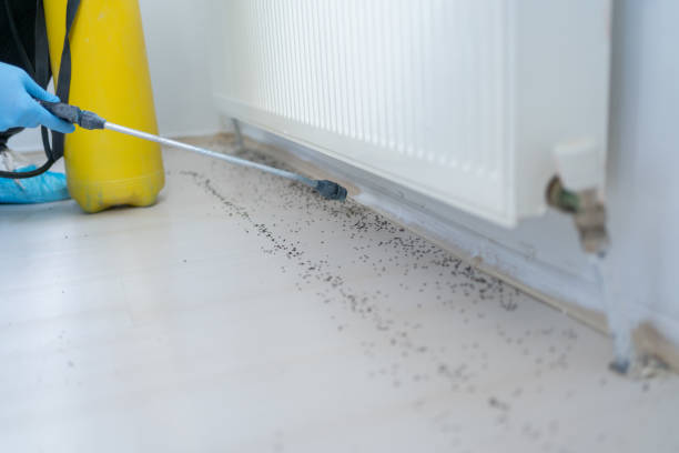 Best Ant Control Services  in Brownsville, PA