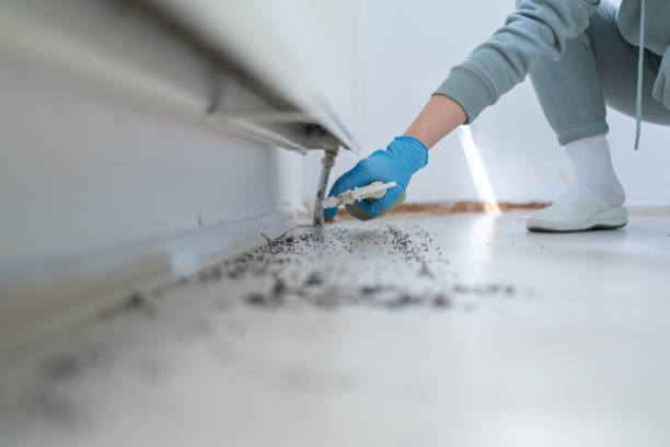 Best Termite Control Services  in Brownsville, PA